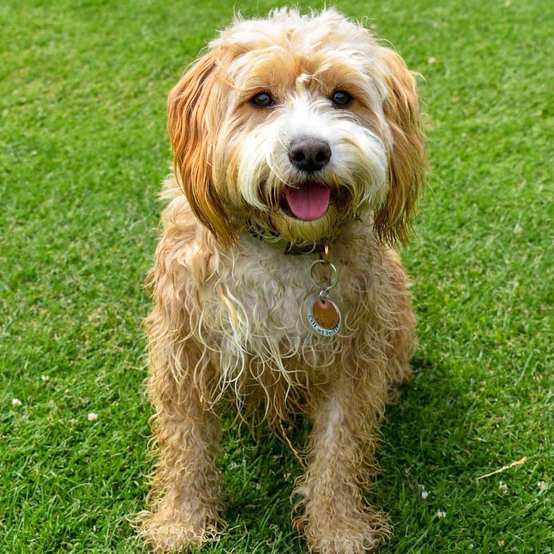 Cockapoo Models Cockapoo Dog Model for hire Cookie - Urban Paws Agency