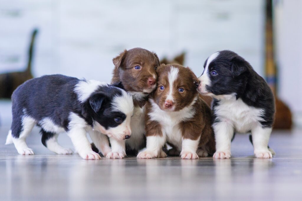 Four puppies playing on a marble floor