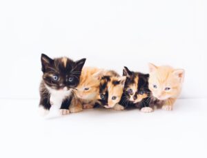 Four kittens laying in a line on a clean white floor