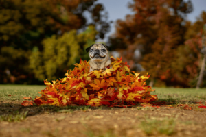 Dog in Pile Of Autumnal Leaves 