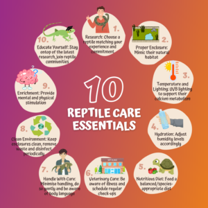 Reptile care Essentials