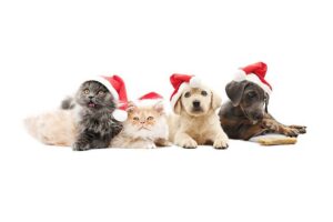 Puppies and kittens in Santa hats