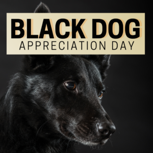 Black Dog Day post