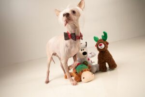 muppet UK's ugliest dog xmas toys