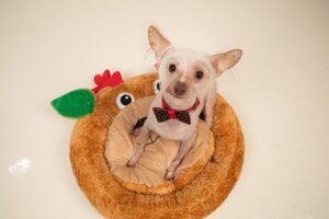 muppet UK's ugliest dog xmas bed