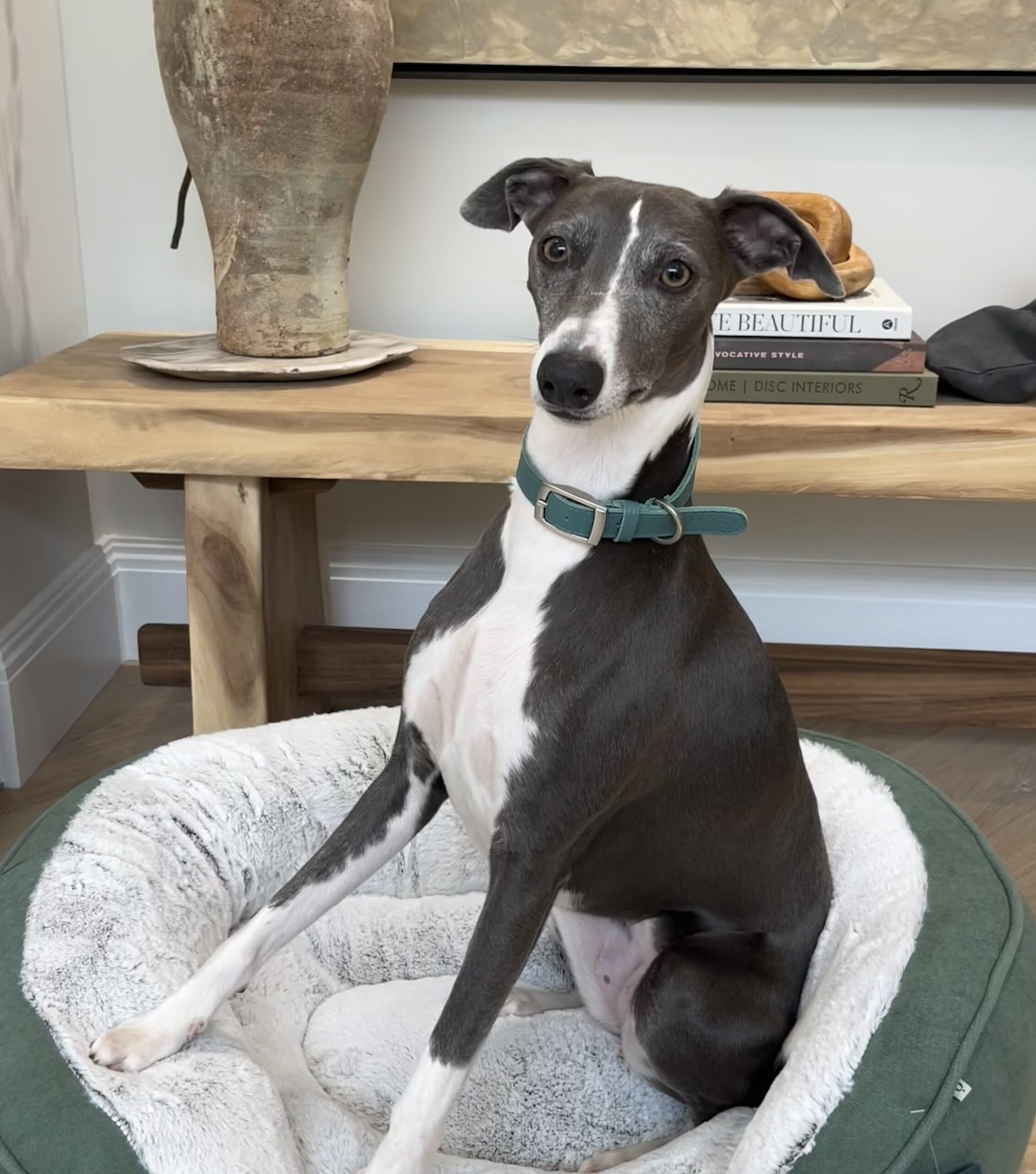 Twiglet Whippet for hire - Urban Paws Agency
