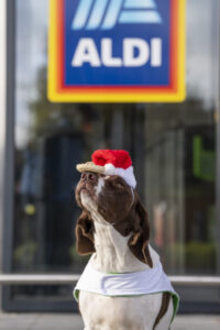 A dog balancing a mince pie on his nose while wearing a santa hat