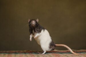 A black and white rat in a professional studio setting