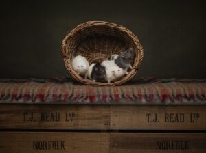 Four rat in a basket cuddles together in a professional studio setting