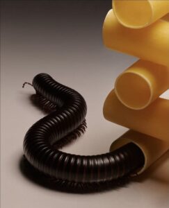 A centipede coming out of dry pasta tubes